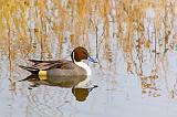 Pintail Duck Swimming_73018